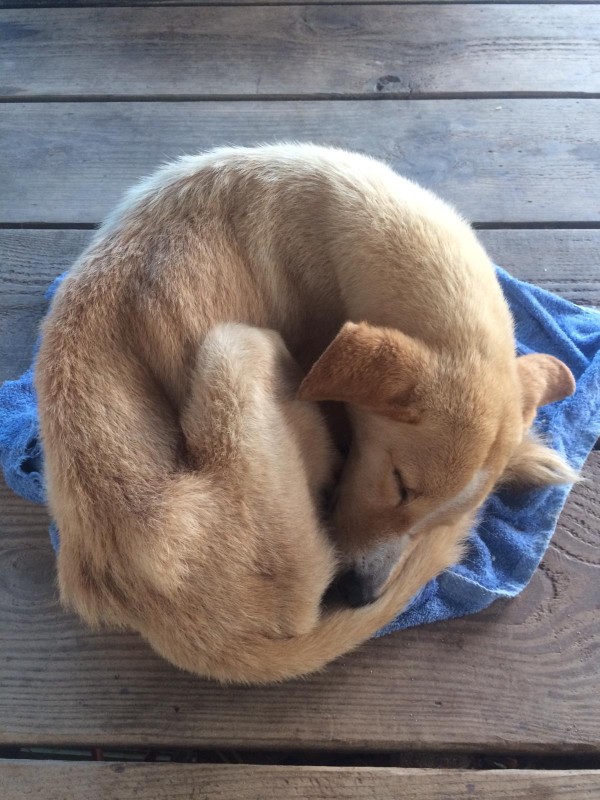 sleeping dog, rescued, welfare